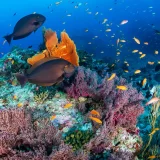 インドネシアが世界に誇る海洋スポットの一覧（地域別）