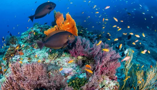 インドネシアが世界に誇る海洋スポットの一覧（地域別）